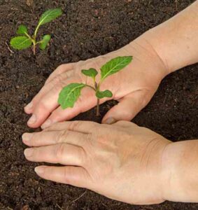 Natural Herbs For Arthritis Image